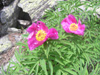 Pivoine