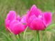 Pivoine