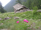 Pivoine
