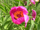 Pivoine