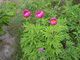 Pivoine