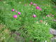 Pivoine