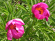 Pivoine